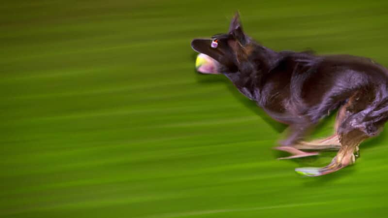 Flyball: The Thrilling Hobby for Dog Owners