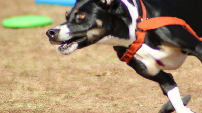 Dog Flyball: The Ultimate Team Relay Race