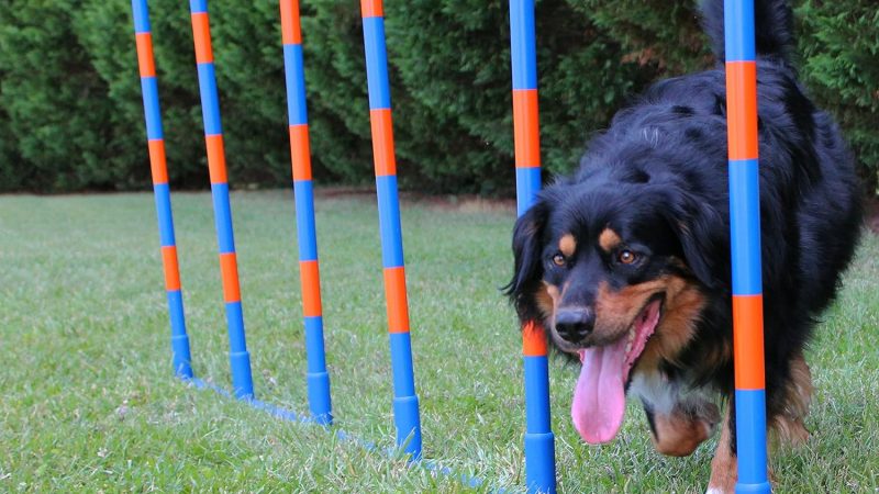 Lord Anson™ Dog Agility Weave Poles: The Ultimate Training Tool for Your Canine Companion