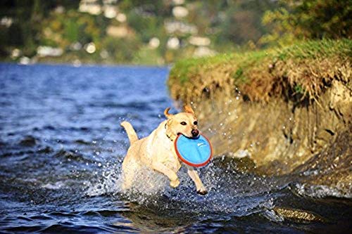 Chuckit Paraflight Large (Pack of 2) - The Ultimate Frisbee for Dogs